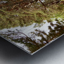 Scottish Highlands Pine Woodland  Metal print