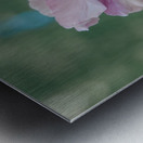  Spring Apple Blossoms                                                                                                                     Metal print