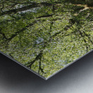  Birch Forest Path In The Scottish Highlands                                                                                                                     Metal print