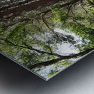 A Forest Walk Through The Scottish Highlands                                                                                                                      Metal print