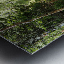 Scottish Highlands Forest Spring Song                                                                                                 Metal print