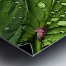 After The Rain Metal print