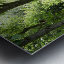 Forest Spring in the Scottish Highlands Metal print