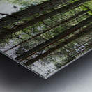 Scottish Highlands Spring Forest Morning                                                                                                                      Metal print