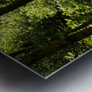 Woodland Sunlight in the Scottish Highlands Metal print