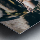 Mallard In The Pond Metal print