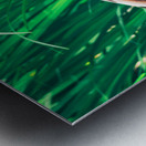 Curious Mallard Metal print