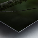 10759 Eastern Phoebe Sayornis phoebe Metal print