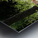 Scottish Highlands Pine and Ferns                                                                                                                      Metal print