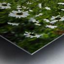 Where the Flowers Grow in the Scottish Highlands                                                                                                                      Metal print