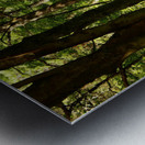 Springs Forest Light in the Scottish Highlands  Metal print