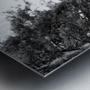 Monochrome Pine Woods in the Scottish Highlands                                                                                                                      Metal print