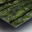 Scottish Highlands Ferns and Pines                                                                                                                      Metal print