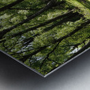   Birch Forest Path in the Scottish Highlands                                                                                                                    Metal print