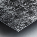 Monochrome Birch Gathering                                                                                                                      Metal print