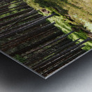 Scottish Heather Trail                                                                                                                       Metal print