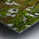 Daises Song for the Scottish Highlands                                                                                                                      Metal print