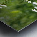  Daisy Wildflowers                                                                                                                     Metal print