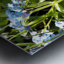 For-Get-Me-Not in the Scottish Highlands                                                                                                                      Metal print