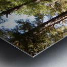  Scottish Highlands Summer Pine Forest Metal print