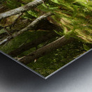 Scottish Highlands Summer Ferns Metal print