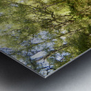 Scottish Highlands Summer Birch Path Metal print