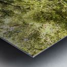 Scottish Highlands Summer Birch Path Metal print