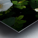 Scottish Highlands White Dog Rose                                                                                                                      Metal print