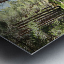  Scottish Highlands Nature Trail                                                                                                                     Metal print