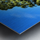 Scottish Highlands Birch Tree Trio Metal print