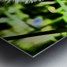 Spring Dandelion Metal print