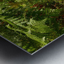 Mushrooms Amidst the Ferns  Metal print