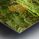 Forest Mushrooms with Ferns Metal print