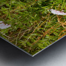 Scottish Highlands Wild Abundance Metal print