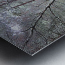 Winter Birch in the Rain Metal print