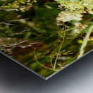 Wild Flowers Delight in the Scottish Highlands Metal print