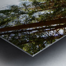 Tall Pines in the Scottish Highlands Metal print