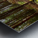 Scottish Highlands Summer Pine Woodland Metal print