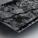 Pines in Monochrome Metal print