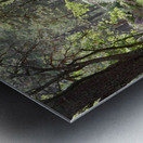 Birch and Pine Summer Metal print