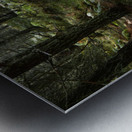 Woodland Ferns and Pines Metal print