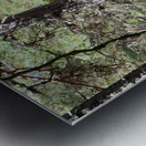 Heather and Pines Metal print