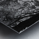 Pine Sunlight and Shadows Metal print