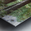 Scottish Highlands Pines Metal print