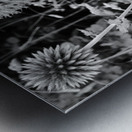 Wild Things in the Scottish Highlands Metal print