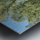 Summer Birch in the Scottish Highlands Metal print