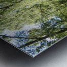 Scottish Highlands Summer Birch Forest  Metal print