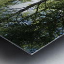 Scottish Highlands Birch Woods  Metal print