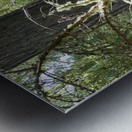 Scottish Highlands Mixed Forest with Lichen Metal print
