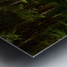 Scottish Highlands Pines Metal print